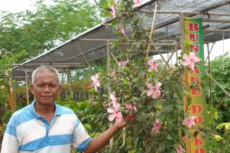 ATTACHMENT DETAILS Dedi-Suji-salah-satu-penjual-bunga-hias-di-Merauke-Jl.-Kamizaun.-Dirinya-sangat-senang-memelihara-bunga.-Foto.-Agapitus-Batbual-1.jpg March 7, 2021