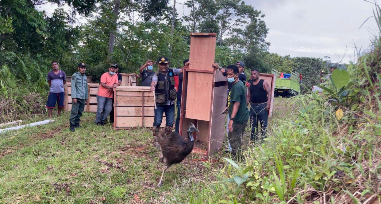 Danny H Pattipeilohy, Kepala BKSDA Maluku, saat melepasliarkan kasuari di Suaka Alam Tanjung Sial, Desa Luhu, Kecamatan Huamual, Seram Bagian Barat, Maluku, Sabtu (27/2/21). Foto: BKSDA Maluku