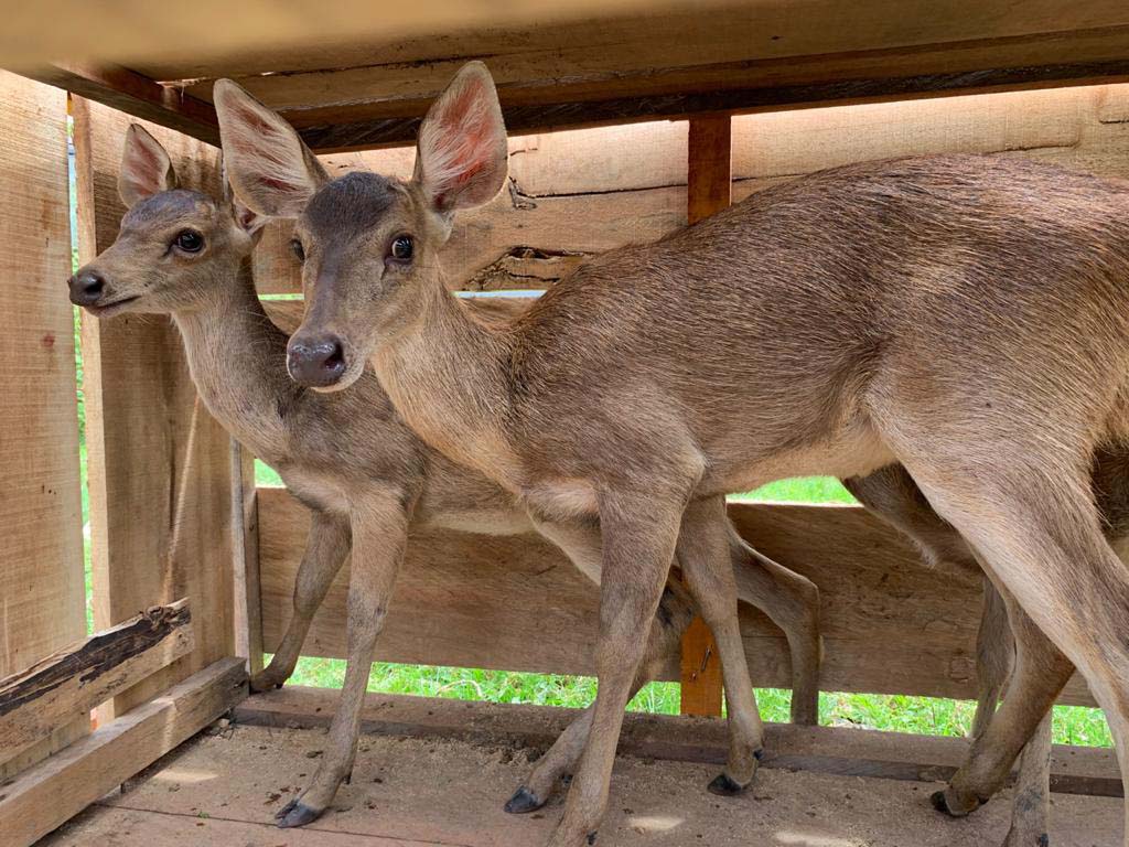 Dua rusa Timor yang akan lepas liar. Foto: BBKSDA Maluku