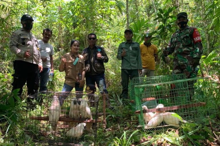 BBKSDA Maluku yang melakukan pelepasliaran puluhan satwa di Pulau Seram Maluku. Foto: BKSDA Maluku