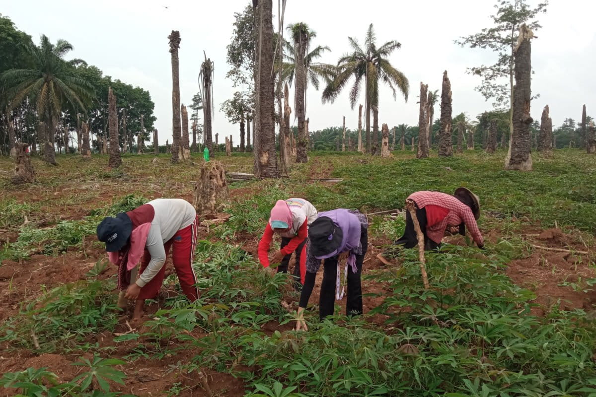 Buruh tani perempuan sedang bersihkan tanaman singkong. Dulu kebun ini tanaman sawit. Foto: Dian Wahyu Kusuma