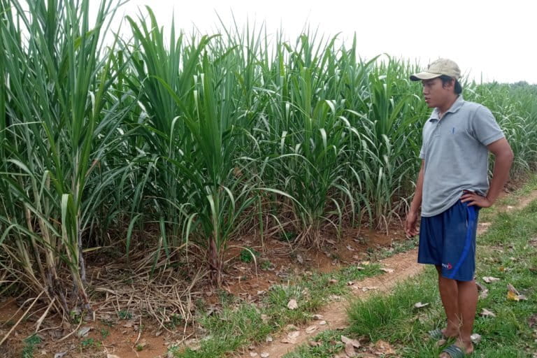 Sawit dinilai tak menjanjikan, ganti tebu. Foto: Dian Wakyu Kusuma