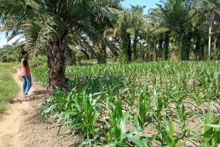 Tanam sawit dan jagung. Foto: Dian Wahyu Kusuma