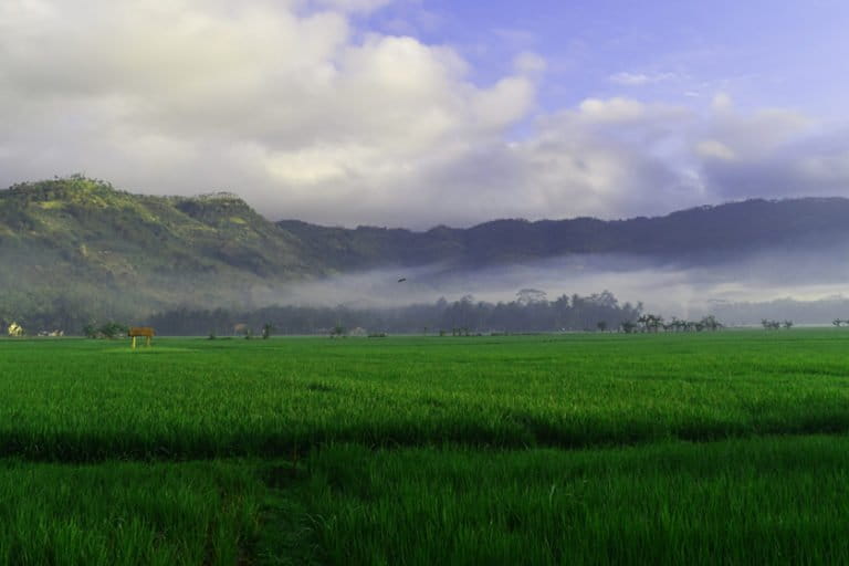 opografi Kabupaten Trenggalek didominasi wilayah pegunungan. Tampak area persawahan di Kecamatan Watulimo, Kabupaten Trenggalek dengan latar pegunungan. Foto: widya andriana