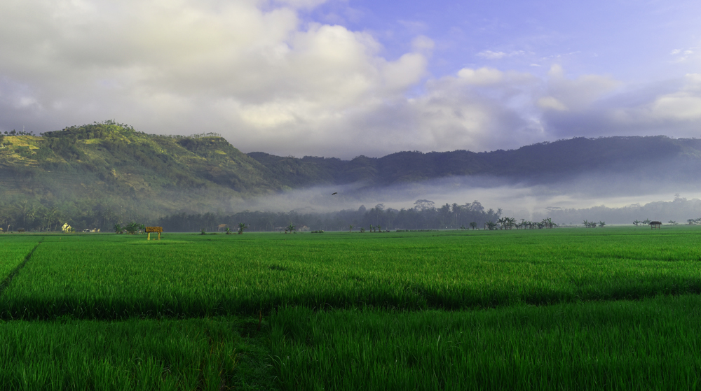 opografi Kabupaten Trenggalek didominasi wilayah pegunungan. Tampak area persawahan di Kecamatan Watulimo, Kabupaten Trenggalek dengan latar pegunungan. Foto: widya andriana