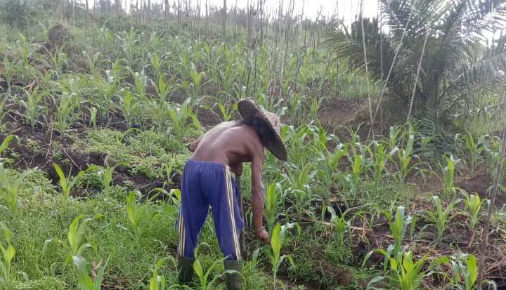 Kebun sawit milik Frans, warga Desa Amboyo Selatan, Kecamatan Ngabang, Kabupaten Landak, yang diremajakan. Ia menerapkan sistem tumpang sari dengan menanam jagung. Sumber foto : Pontianak Post/Siti Sulbiyah