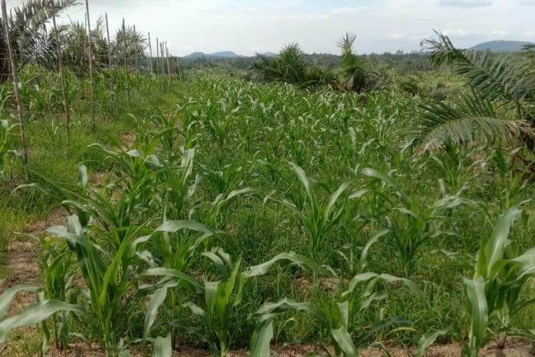 Kebun sawit milik Frans, warga Desa Amboyo Selatan, Kecamatan Ngabang, Kabupaten Landak, yang diremajakan. Ia menerapkan sistem tumpang sari dengan menanam jagung. Sumber foto : Pontianak Post/Siti Sulbiyah