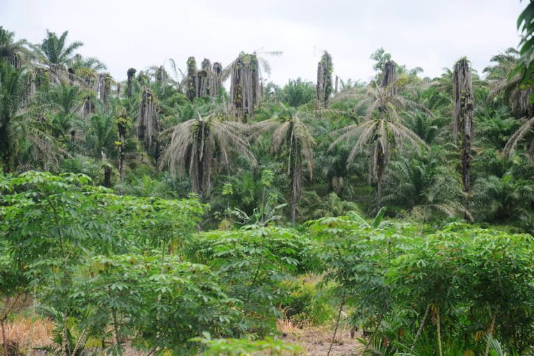 sawit tua berusia sekitar 30 tahun di Kecamatan Ngabang, Kabupaten Landak, Kalimantan Barat, tampak menjulang tinggi. Pohon-pohon sawit yang kurang produktif ini layak untuk diremajakan. Sumber Foto : Pontianak Post/Haryadi