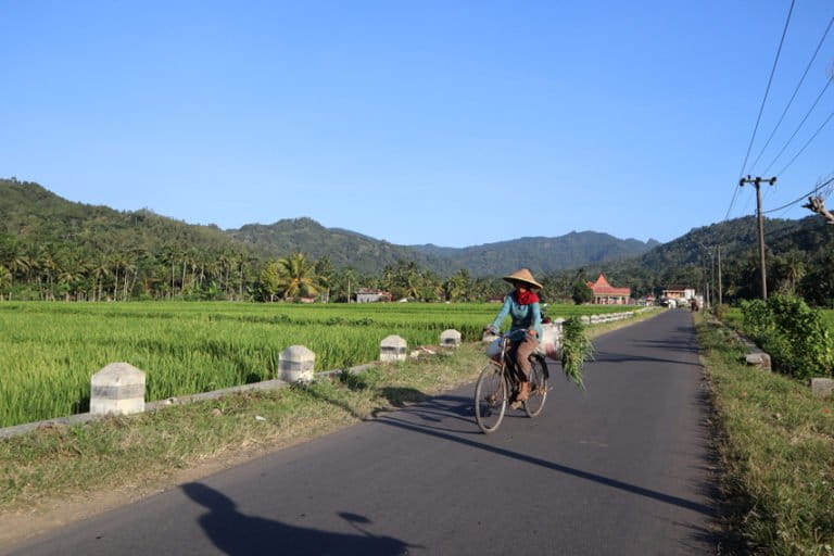 Persawahan di Desa Karangrejo, Kecamatan Kampak, Kabupaten Trenggalek dengan latar belakang pegunungan. Desa ini menjadi lokasi pertama yang akan ditambang. Foto: A. Asnawi/ Mongabay Indinesia