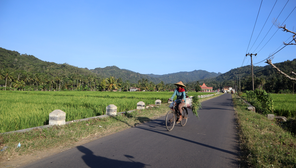 Persawahan di Desa Karangrejo, Kecamatan Kampak, Kabupaten Trenggalek dengan latar belakang pegunungan. Desa ini menjadi lokasi pertama yang akan ditambang. Foto: A. Asnawi/ Mongabay Indinesia