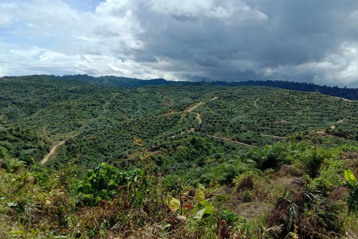 Ribuan hektar kebun sawit itu dulu hutan dan kebun warga. Ia merupakan habitat satwa, termasuk burung endemik Maluku Utara. Ke manakah mereka kini kala habitat jadi kebun sawit? Foto: Ajun Thanjer