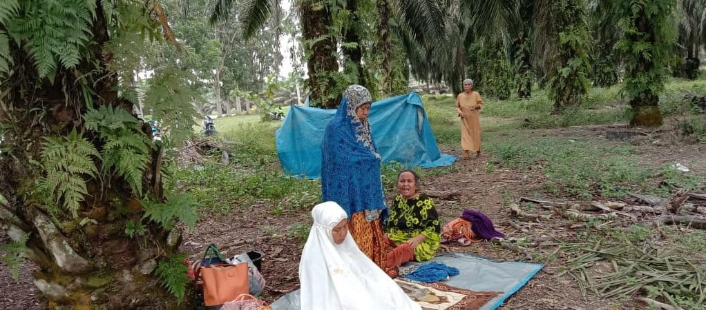Konflik lahan puluhan tahun antara warga adat Pantai Raja dan perusahaan sawit negara, PTPN V tak kunjung usai. Warga protes dan menduduki kembali lahan adat mereka yang kini sudah berubah jadi kebun sawit. Foto: dokumen warga
