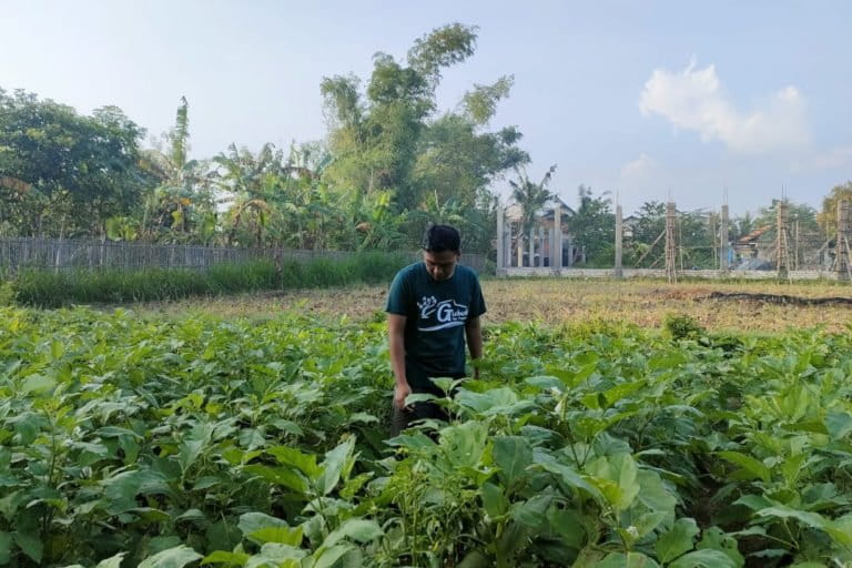 Ikhwan sedang mengecek bibit tanaman yang mengalami kerusakan di Sekretariat Gubuk Tani Milenial ( foto Gafur Abdullah)