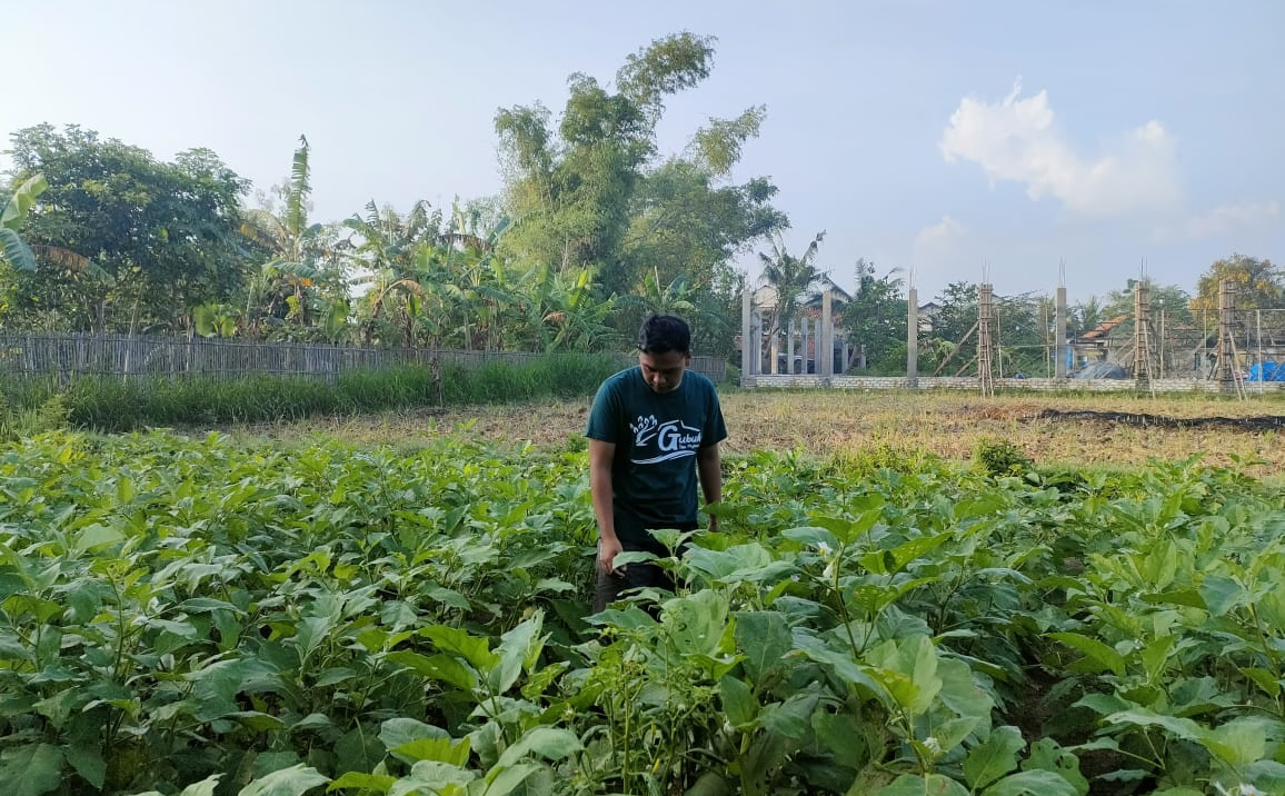 Ikhwan sedang mengecek bibit tanaman yang mengalami kerusakan di Sekretariat Gubuk Tani Milenial ( foto Gafur Abdullah)