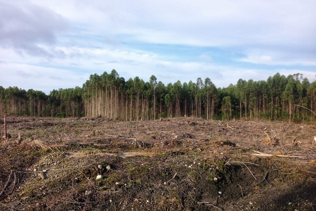 Hutan dibersihkan, termasuklah di dalamnya ada pohon kemenyan, untuk ditanami pohon eukaliptus oleh perusahaan. Foto: Ayat S Karokaro/ Mongabay Indonesia