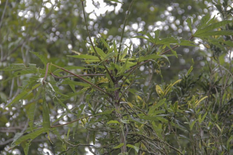 Gedi, sebagai sayur dan tanaman herbal. Foto: Eko Rusdianto/ Mongabay Indonesia