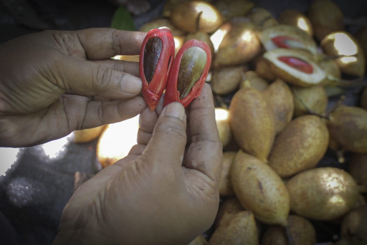 Hasil panen pala dari Fakfak. Para perempuan mengelola sekaligus menjaga hutan pala di hutan Fakfak. Foto: Eko Rusdianto/ Mongabay Indonesia 