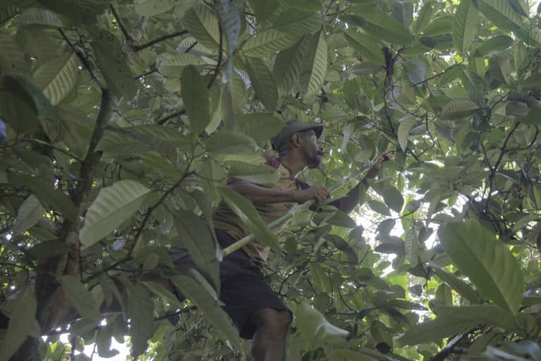 Proses pemetikan papa di Fakfak. Foto: Eko Rusdianto/ Mongabay Indonesia
