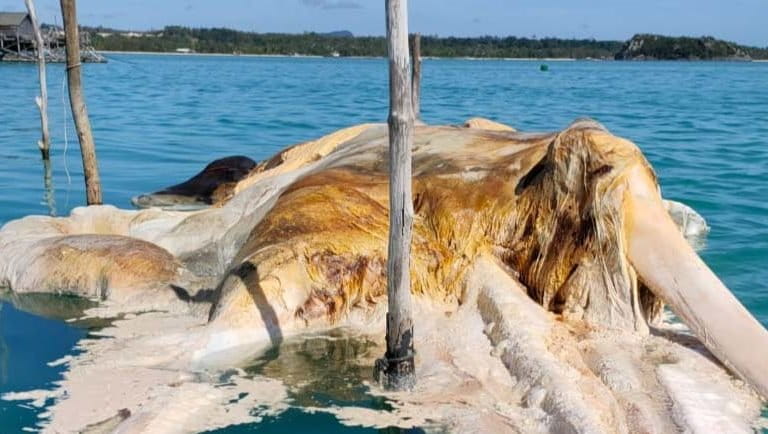 Bangkai paus yang ditemukan di Perairan Natuna. Warga di Natuna menduga itu bangkai gajah mine, satwa besar laut yang dipercaya ada oleh warga Natuna. Foto: Yogi ES/Mongabay Indonesia