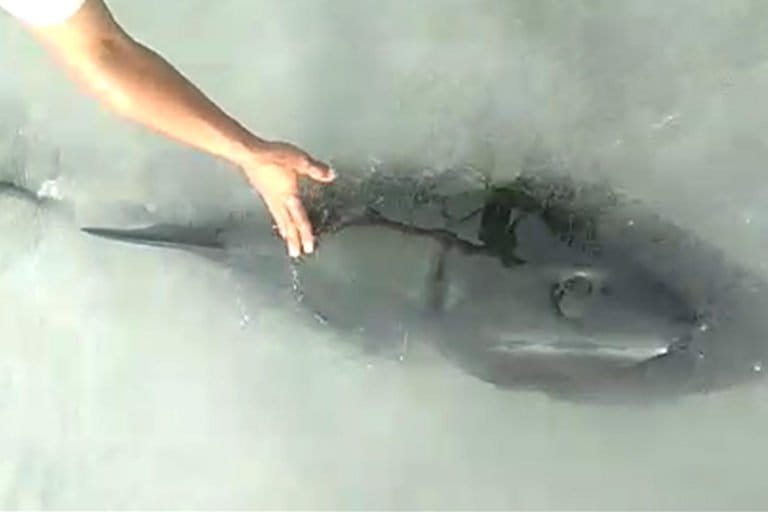 Lumba-lumba terluka dan terdampar di laut Kepri/ Foto: warga