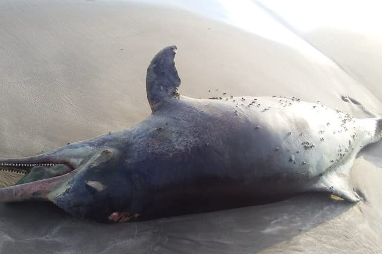 lumba-lumba bungkuk Indopasific ditemukan terdampar di Pantai Kata, Pariaman, sabtu (22/5/2021). Saat ditemukan lumba-lumba tersebut sudah mati dan memiliki luka menganga di bagian perut bawah (kelaminnya). Foto: Vinolia/ Mongabay Indonesia