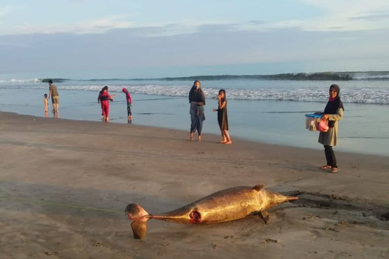 Tim Reaksi Cepat BPBD Pariaman yang melakukan evakuasi lumba-lumba mengubur bangkai lumba-lumba tersebut di kawasan pantai tidak jauh dari lokasi ditemukan pertama kali. Foto: Vinolia/ Mongabay Indonesia