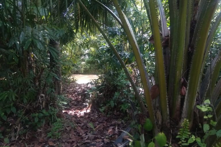  Tanaman sawit PT SAPM hanya berjarak kurang dari 10 meter dari bibir sungai. .jpg