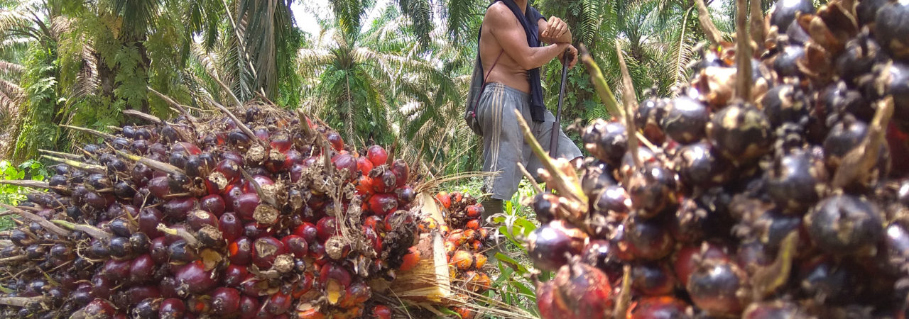 Pekerja tengah panen sawit perusahaan. Foto: Yitno Suprapto/ Mongabay Indonesia