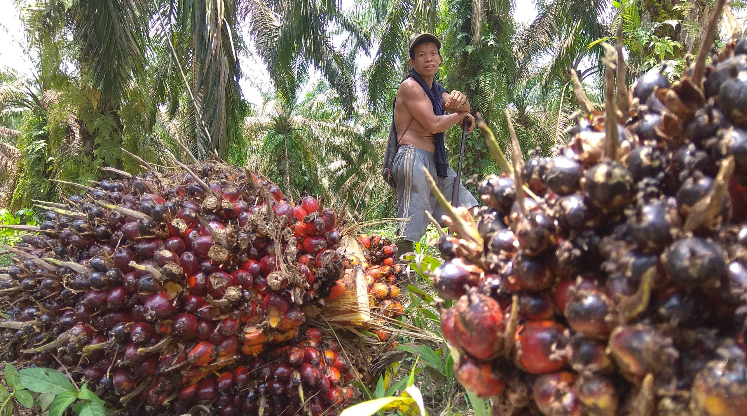 Pekerja tengah panen sawit perusahaan. Foto: Yitno Suprapto/ Mongabay Indonesia