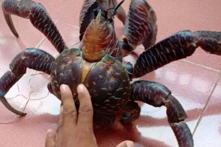 -kepiting-kenari-yang-siap-dijual-ke-pembeli-foto-Mohdar-Hasanat.