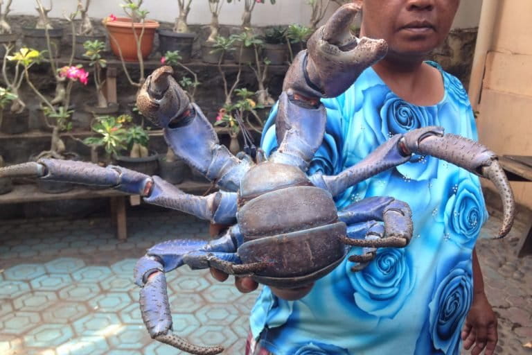 Seorang ibu memperlihatkan kepiting kelapa (Birgus latro) disalah satu warung makan di kota Ternate, Maluku Utara. Kepiting ini makin langka karena perburuan untuk dimakan. Foto : Akhyari Hananto