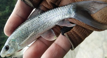 Mangut (Lobocheilos falcifer) ikan endemik yang terancam punah karena pencemaran sungai di Jawa. (Foto : Veryl Hasan).