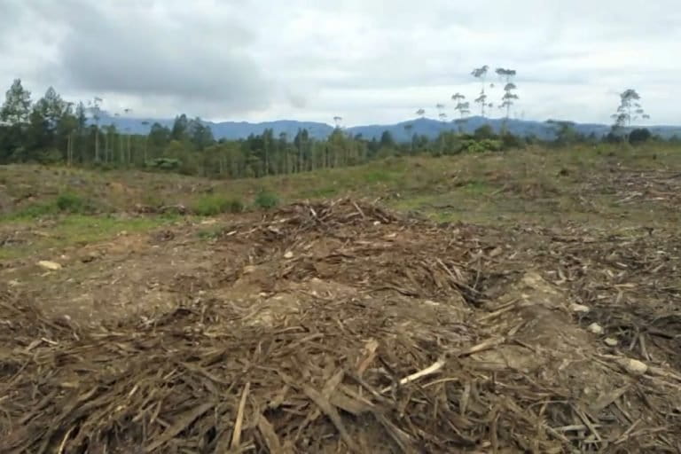 Lahan adat Nayumingka yang diklaim masuk konsesi TPL. Foto: Ayat S Karokaro/ Mongabay Indonesia
