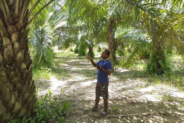 petani plasma, Hijrah Ipetu sedang melihat kondisi kebun sawit kerabatnya yang tak jauh dari rumahnya di Desa Pangeya Idaman, Kecamatan Wonosari, Boalemo, Gorontalo.(Foto: Sarjan Lahay)