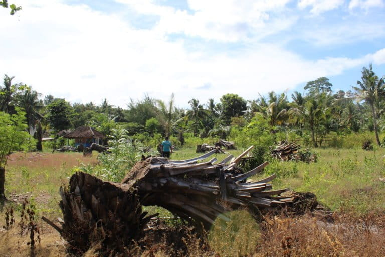 Kebun sawit di Desa Tumpakrejo, Kecamatan Gedangan, Kabupaten Malang, Jawa Timur yang dibiarkan petani karena harga tandan sawit anjlok. Foto : Eko Widianto/Mongabay Indonesia. Foto : Eko Widianto/Mongabay Indonesia