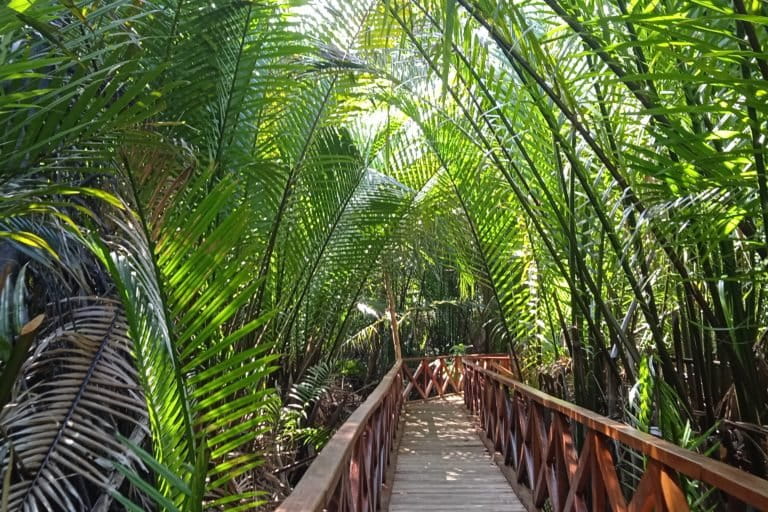 Jembatan kayu di sela nipah, sebagai sarana susur mangrove di Gemtala. Foto: Mahmud Ichi/ Mongabay Indonesia