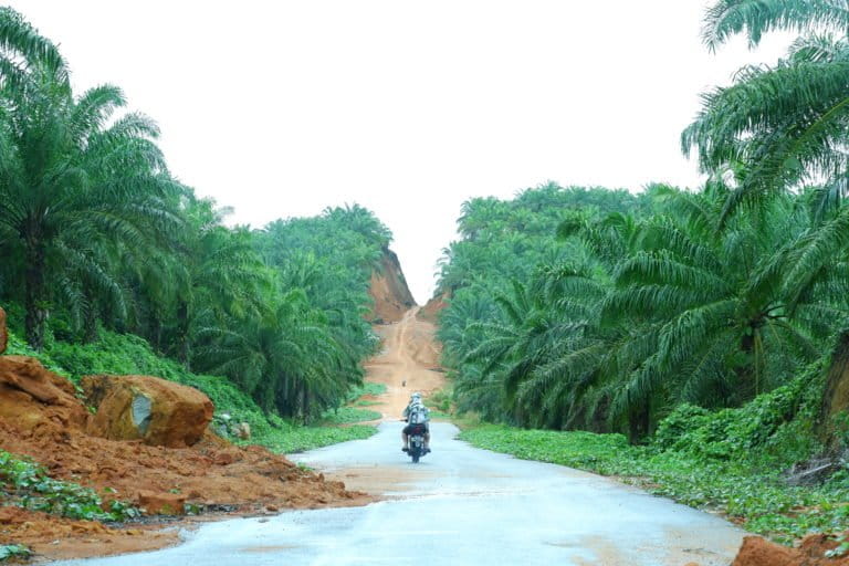 Dataran tinggi atau pebukitan di Bintan, berubah jadi kebun sawit. Foto: Yogi Eka Sahputra/ Mongabay Indonesia