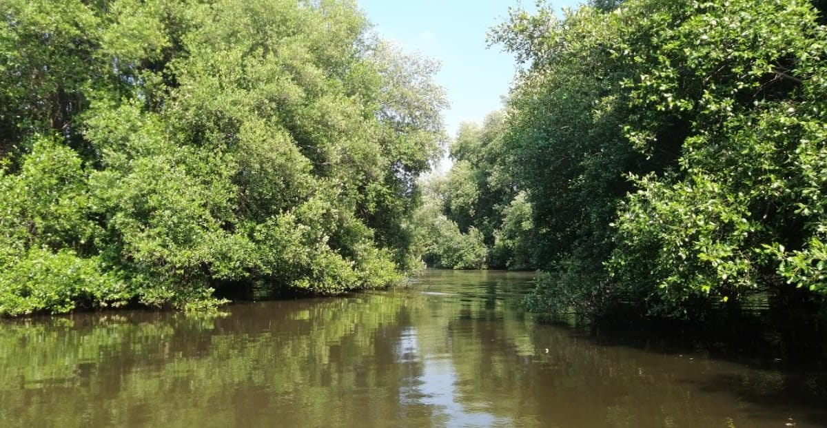 Hutan mangrove di Jakarta. Pemerintah Jakarta, pada April lalu mengeluarkan aturan perlindungan dan pengelolaan pohon di Jakarta. Foto: Sapariah Saturi/ Mongabay Indonesia