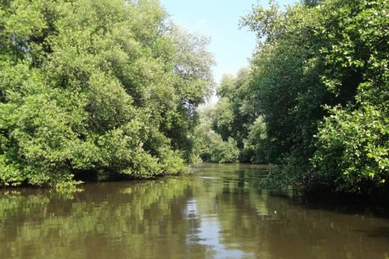 Hutan mangrove di Jakarta. Pemerintah Jakarta, pada April lalu mengeluarkan aturan perlindungan dan pengelolaan pohon di Jakarta. Foto: Sapariah Saturi/ Mongabay Indonesia