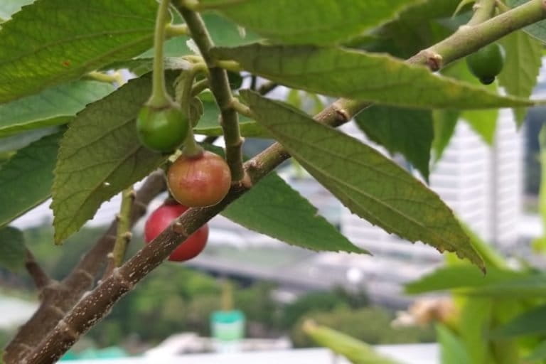 Perlindungan pohon di kota, seperti Jakarta, sangat diperlukan. Foto: Sapariah Saturi/ Mongabay Imdonesia