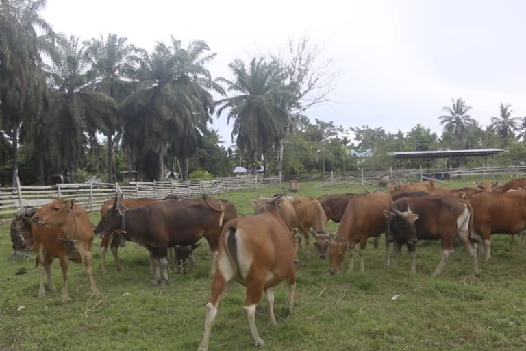 Para petani sawit Arso, selain beralih tanam beragam juga jadi peternak. Foto: dari video Asrida Elisabeth/ Mongabay Indonesia
