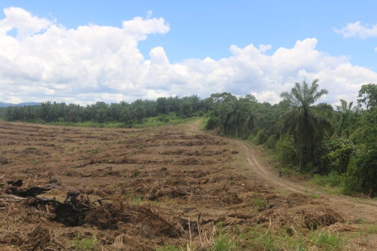 Tanaman sawit tua sudah dibersihkan dan siap peremajaan kebun sawit. Sebagian yang lain kebun tak dibersihkan karena merea tidak atau belum mau ikut peremajaan kebun sawit. Foto: Asrida Elisabeth/ Mongabay Indonesia
