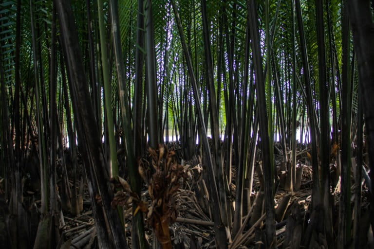 Spesies Nypa fruticans jenis dominan di sempadan sungai Tallo.jpg