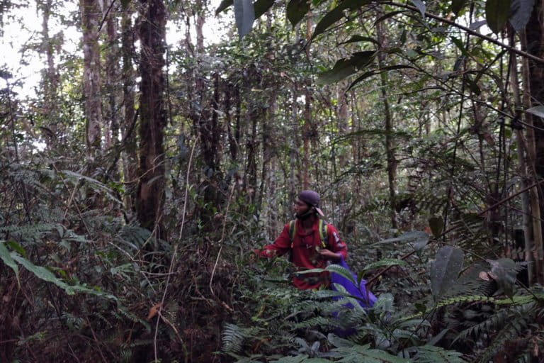 Ardianus saat mencari anggrek. Foto: Agus Mawan/ Mongabay Indonesia