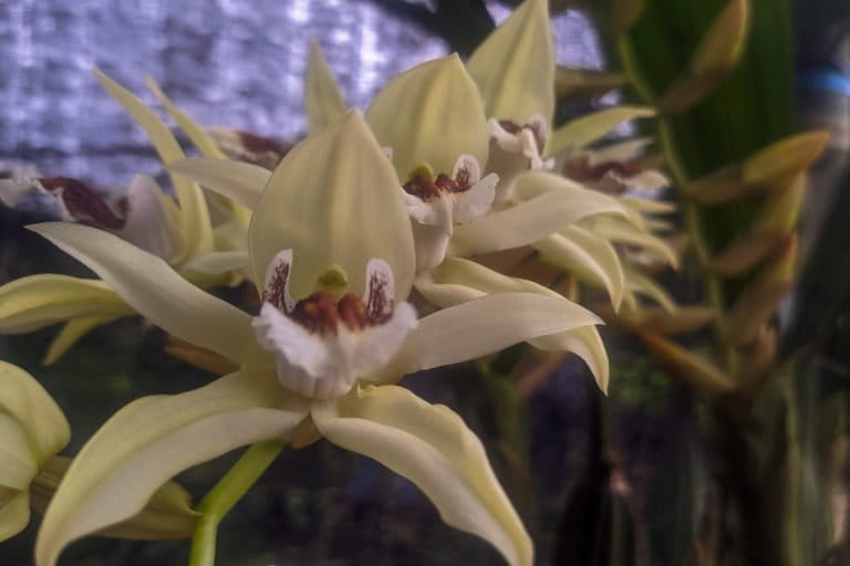 Coelogyne-Celebensis-Agus-Mawan.j