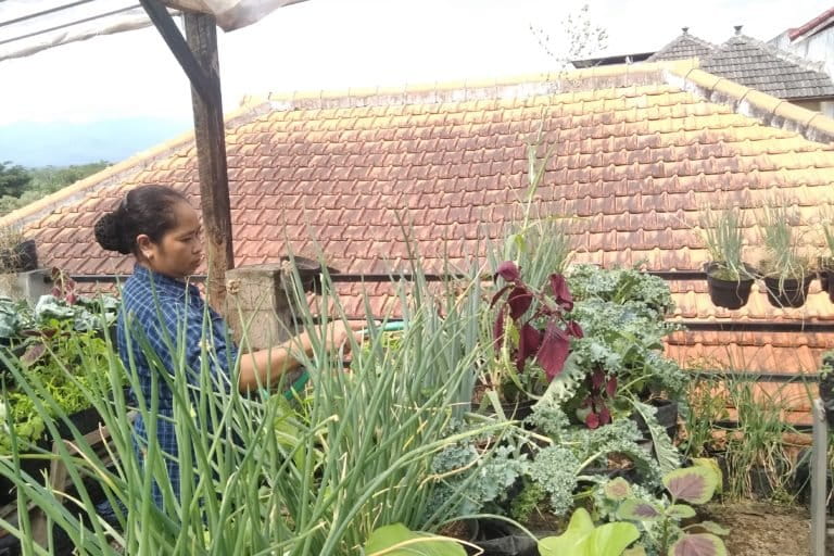 Beragam sayur mayur yang ditanam kelompok tani perempuan Vigur Organik. Foto: Eko Widianto/ Mongabay Indonesia
