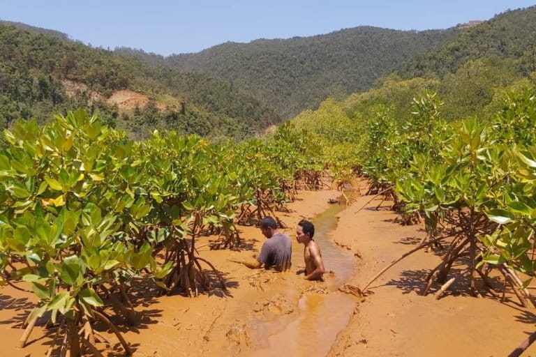 Pesisir pantai terjadi endapan lumpur merah dari operasi tambang nikel PT Antam. Tak hanya laut tercemar, mangrove pun terancam. Foto: dokumen warga