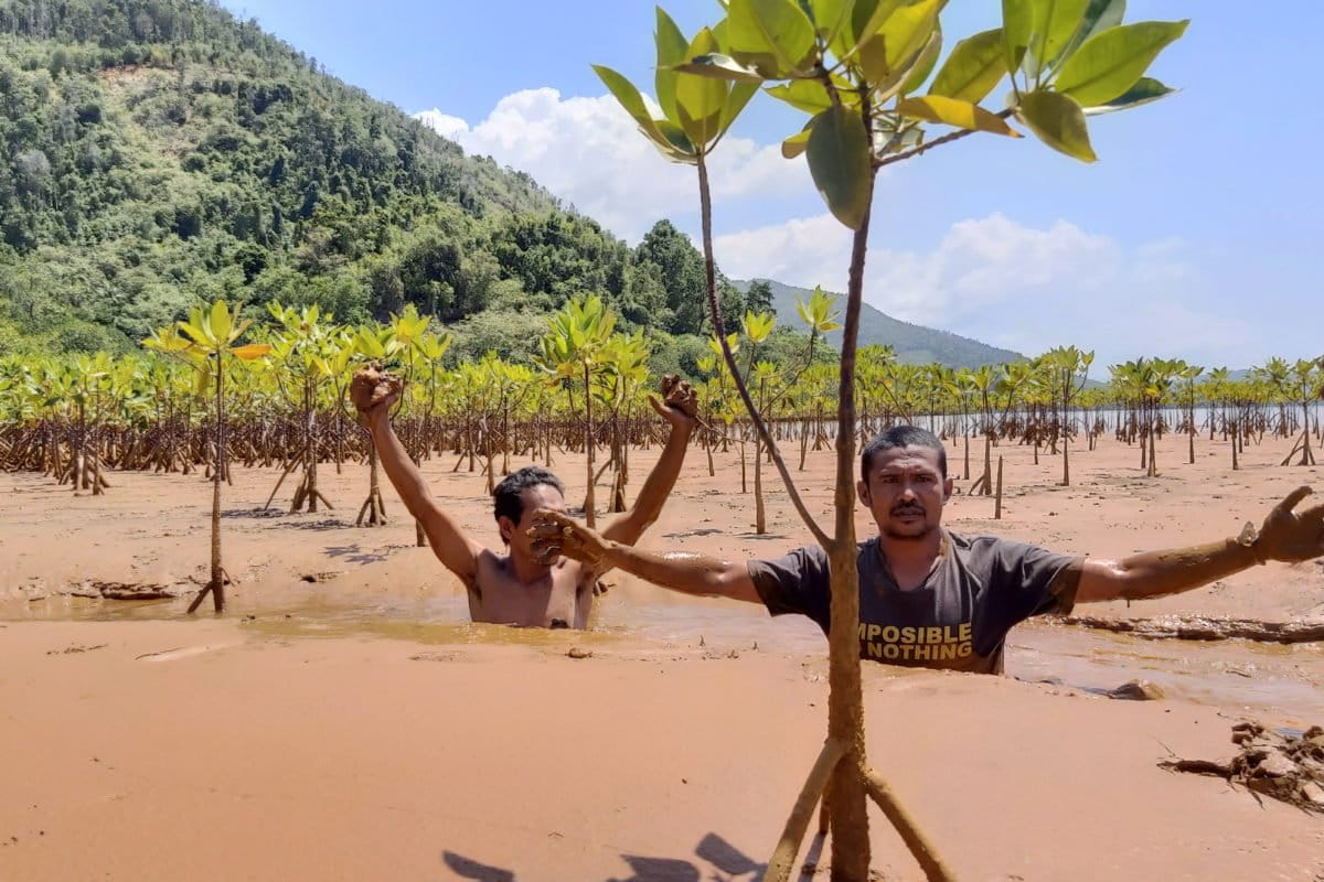 Pencemaran laut dan mangrove di Halmahera Timur karena operasi PT Antam. Foto: dokumen warga