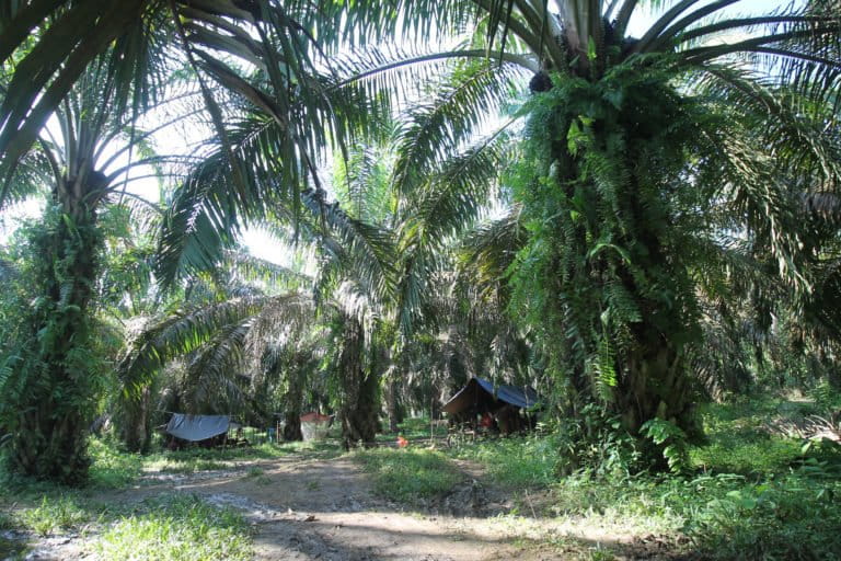 Kebun sawit tempat kelompok Tumenggung Minan, tinggal. Foto: Elviza Diana/ Mongabay Indonesia