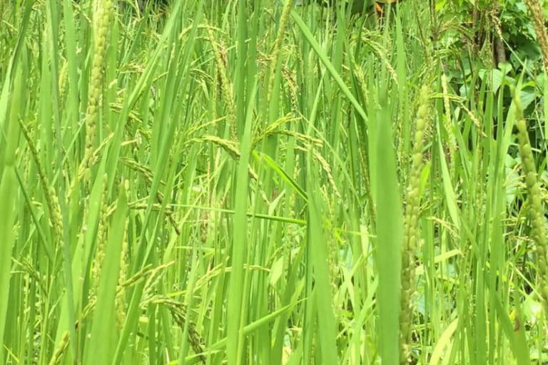 Menanam-padi-ladang-sebagai-sebuah-tradisi-masyarakat-Tobaru-Oadi-yang-mulai-berisi-milik-warga-desa-Podol.jpg May 2, 2021